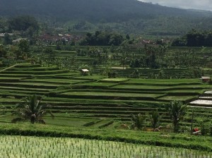 Gruwen op Bali