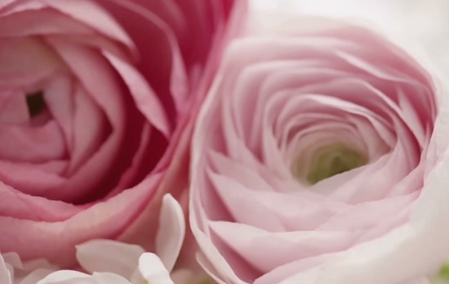 rozen rose couture